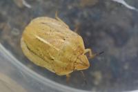 Eurygaster austriaca