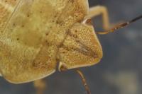 Eurygaster austriaca