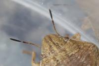 Eurygaster maura