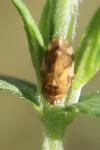 Philaenus spumarius