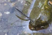 Hydrometra stagnorum