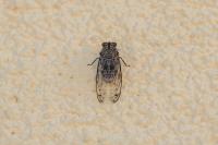 Tibicina picta