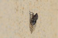 Tibicina picta