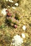 Graphosoma italicum