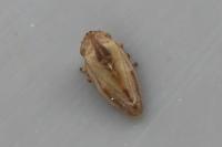 Philaenus spumarius
