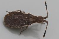 Spathocera lobata