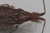 Spathocera lobata
