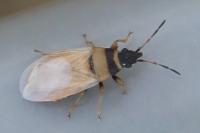 Oxycarenus pallens