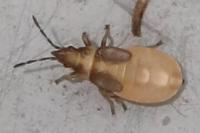Oxycarenus pallens
