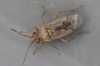 Nysius