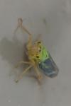 Cicadella viridis