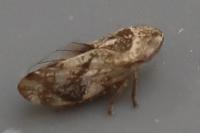 Philaenus spumarius