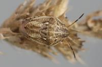 Neottiglossa leporina