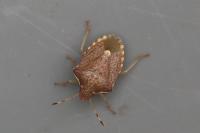 Peribalus strictus vernalis