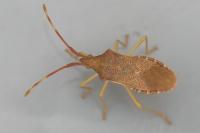 Gonocerus acuteangulatus