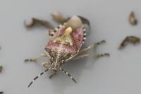 Dolycoris baccarum
