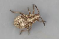 Stictopleurus