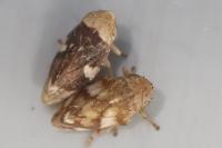 Philaenus spumarius