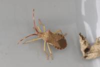 Gonocerus acuteangulatus