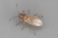 Nysius