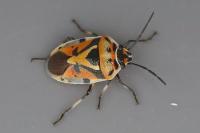 Eurydema ornata