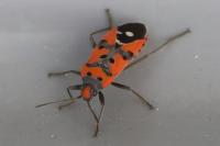 Lygaeus equestris