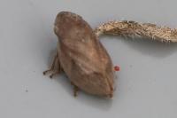 Lepyronia coleoptrata