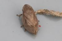Lepyronia coleoptrata