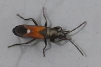 Pterotmetus staphyliniformis