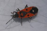 Melanocoryphus albomaculatus