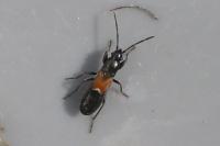 Pterotmetus staphyliniformis