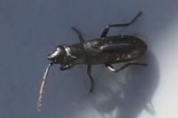 Pterotmetus staphyliniformis