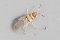Oxycarenus pallens