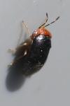 Geocoris erythrocephalus