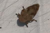 Philaenus spumarius