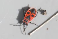Pyrrhocoris apterus