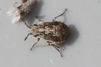 Nysius