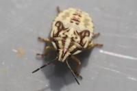 Carpocoris