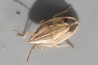 Aelia acuminata
