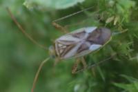 Adelphocoris lineolatus