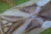 Adelphocoris lineolatus