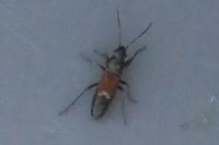 Pterotmetus staphyliniformis