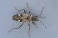 Beosus maritimus