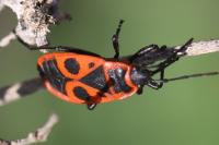 Pyrrhocoris apterus