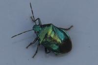 Zicrona caerulea