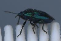 Zicrona caerulea
