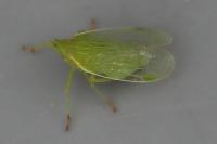 Dictyophara europaea