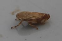 Philaenus spumarius