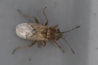 Nysius