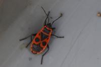 Pyrrhocoris apterus